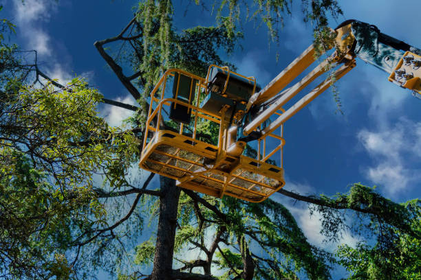 Tree Branch Trimming in Altamont, KS